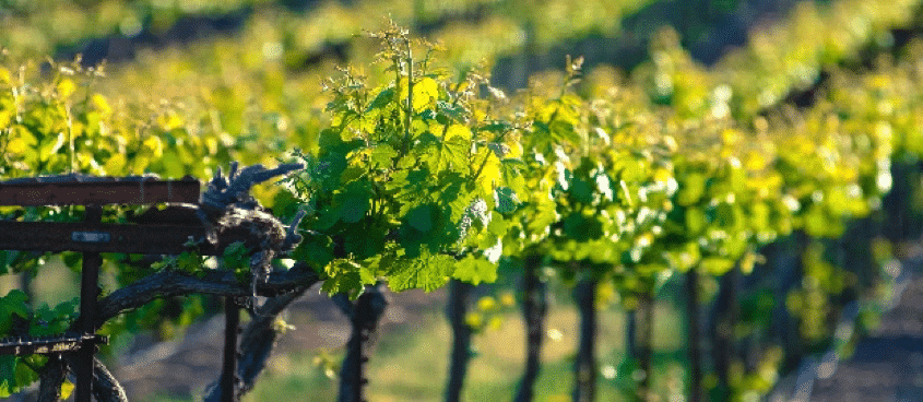 Agricultura convoca las ayudas para reestructuración y reconversión de viñedo en Castilla y León